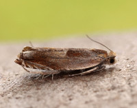 49.216 BF1120 Ancylis mitterbacheriana
