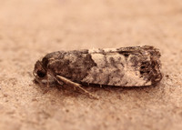 49.224 BF1205 Bud Moth Spilonota ocellana