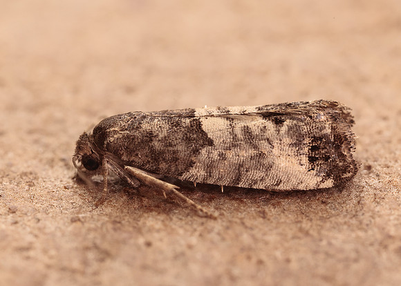 49.224 BF1205 Bud Moth Spilonota ocellana