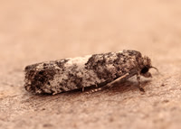 49.225 BF1205a Spilonota laricana