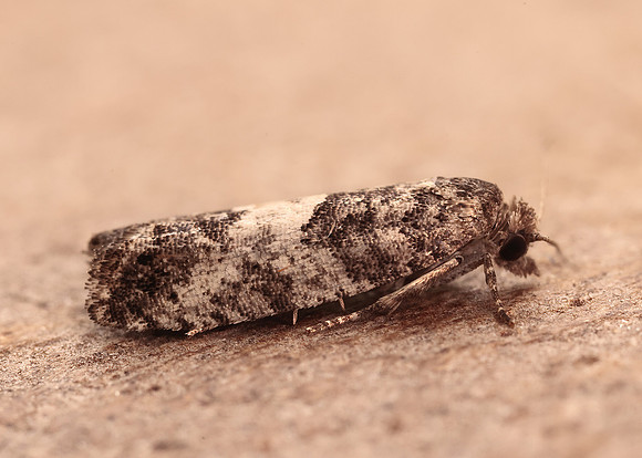 49.225 BF1205a Spilonota laricana