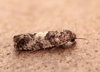 49.225 BF1205a Spilonota laricana