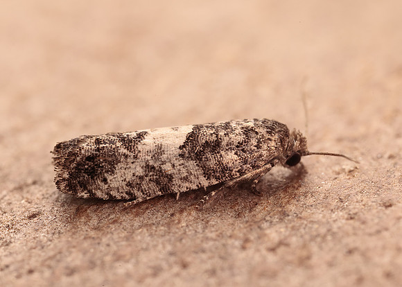 49.225 BF1205a Spilonota laricana