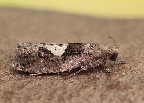49.231 BF1155 Epinotia brunnichana