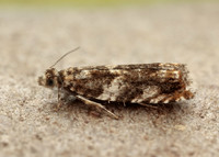 49.234 BF1150 Epinotia abbreviana