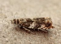 49.234 BF1150 Epinotia abbreviana