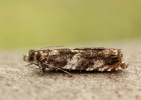 49.234 BF1150 Epinotia abbreviana