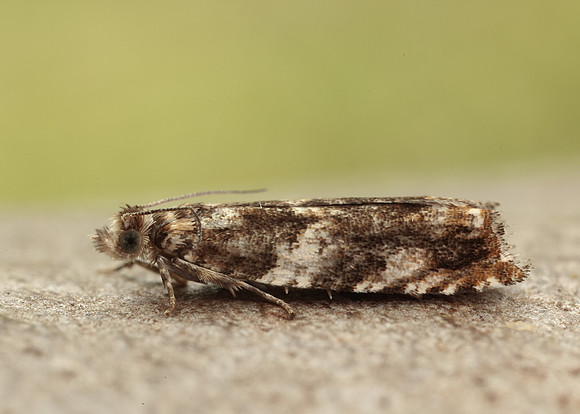 49.234 BF1150 Epinotia abbreviana