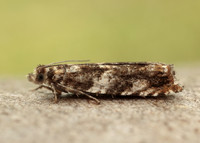 49.234 BF1150 Epinotia abbreviana