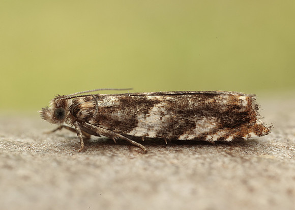 49.234 BF1150 Epinotia abbreviana