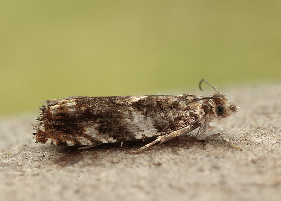 49.234 BF1150 Epinotia abbreviana