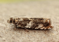 49.234 BF1150 Epinotia abbreviana
