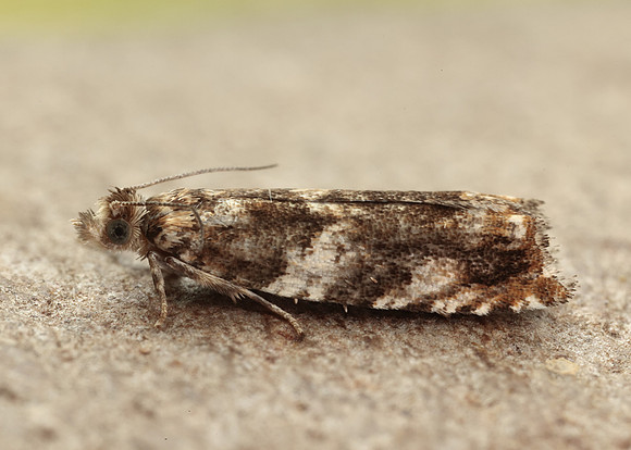 49.234 BF1150 Epinotia abbreviana