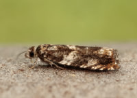 49.234 BF1150 Epinotia abbreviana