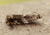 49.234 BF1150 Epinotia abbreviana