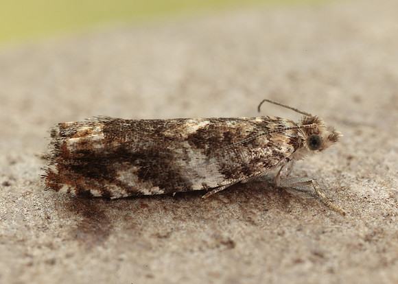 49.234 BF1150 Epinotia abbreviana
