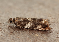 49.234 BF1150 Epinotia abbreviana