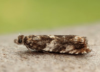 49.234 BF1150 Epinotia abbreviana