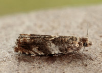 49.234 BF1150 Epinotia abbreviana