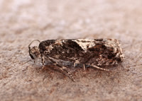 49.240 BF1136 Epinotia immundana