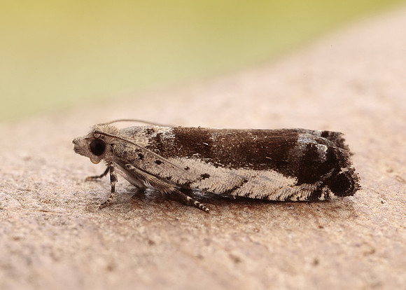 49.249 BF1134 Epinotia ramella