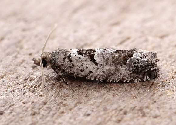 49.249 BF1134 Epinotia ramella