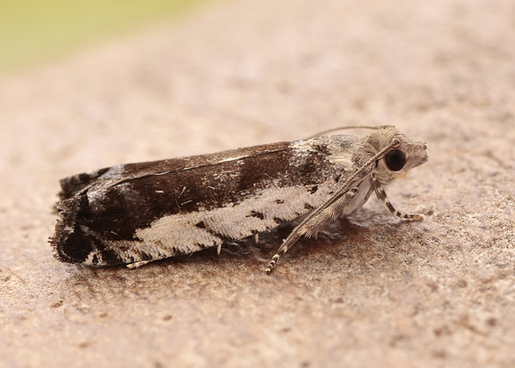 49.249 BF1134 Epinotia ramella