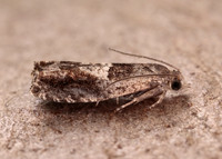49.248 BF1139 Nut Bud Moth Epinotia tenerana