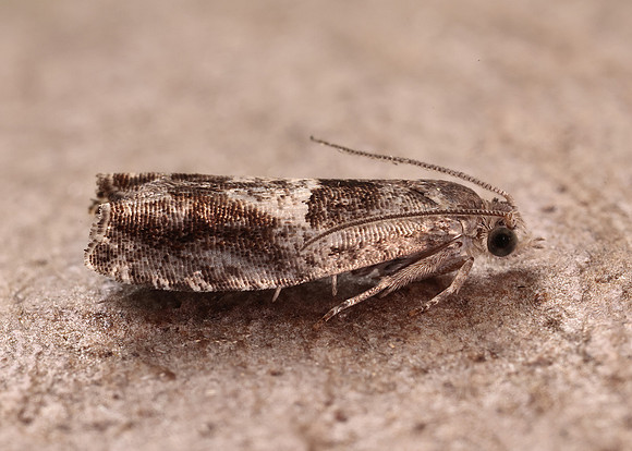 49.248 BF1139 Nut Bud Moth Epinotia tenerana