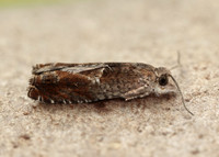 49.248 BF1139 Nut Bud Moth Epinotia tenerana
