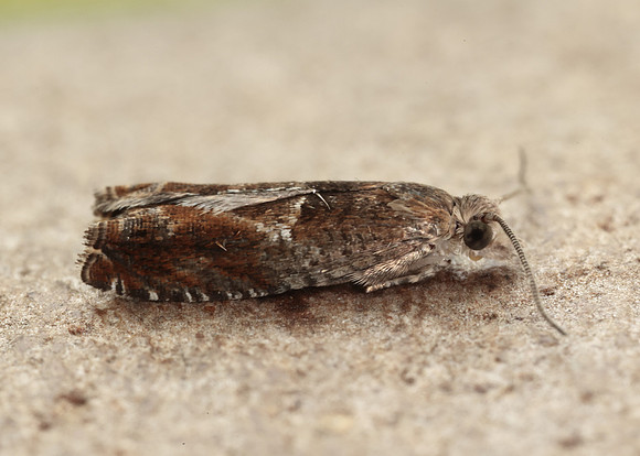 49.248 BF1139 Nut Bud Moth Epinotia tenerana