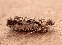 49.260 BF1165 Zeiraphera isertana