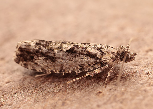49.260 BF1165 Zeiraphera isertana