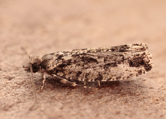 49.260 BF1165 Zeiraphera isertana