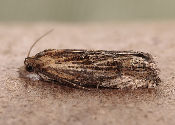 49.265 BF1201 Eucosma cana