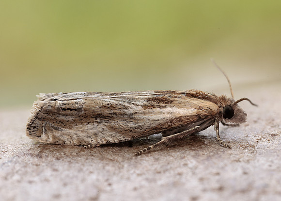 49.265 BF1201 Eucosma cana