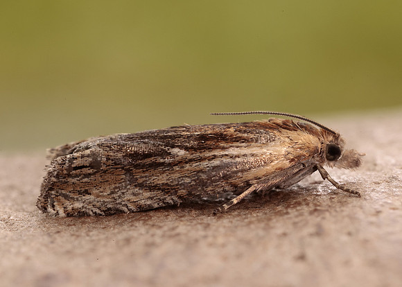 49.265 BF1201 Eucosma cana