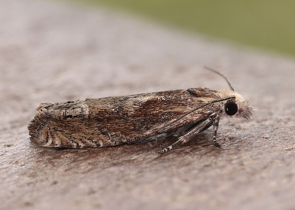 49.266 BF1200 Eucosma hohenwartiana