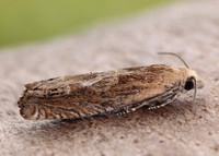 49.266 BF1200 Eucosma hohenwartiana