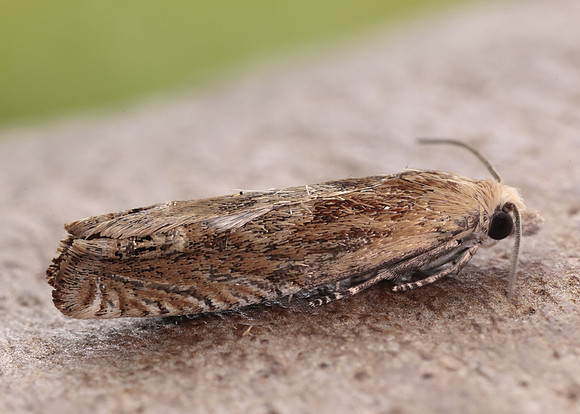 49.266 BF1200 Eucosma hohenwartiana
