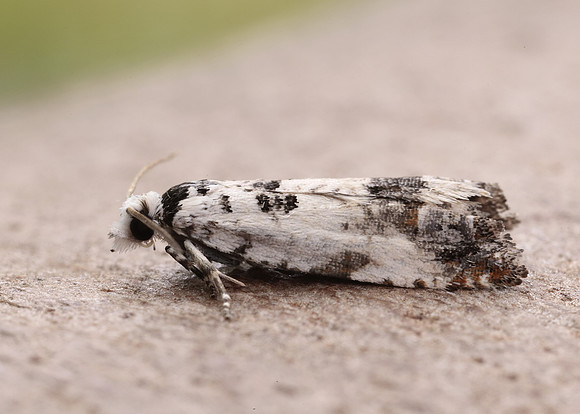 49.269 BF1197 Eucosma campoliliana