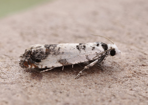 49.269 BF1197 Eucosma campoliliana
