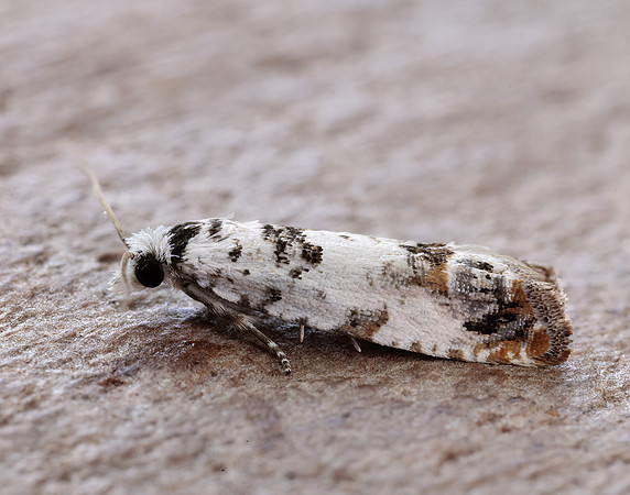 49.269 BF1197 Eucosma campoliliana