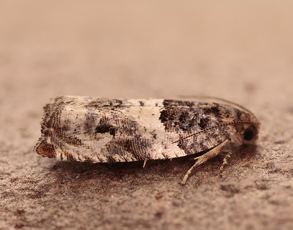 49.279 BF1169 Gypsonoma dealbana