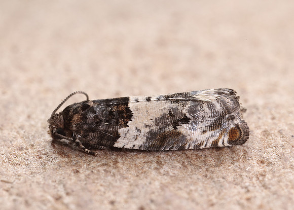 49.279 BF1169 Gypsonoma dealbana