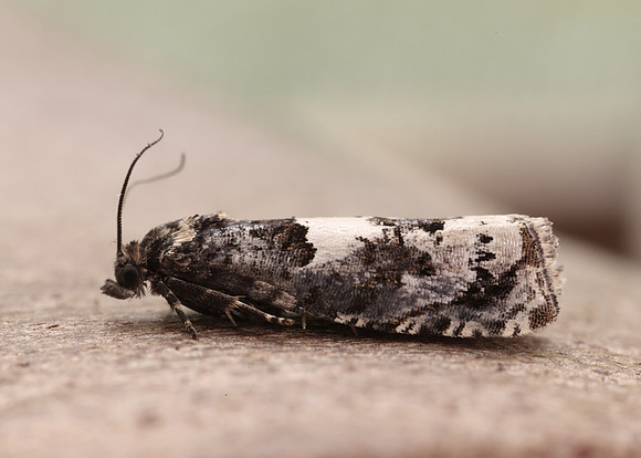 49.285 BF1184 Epiblema scutulana