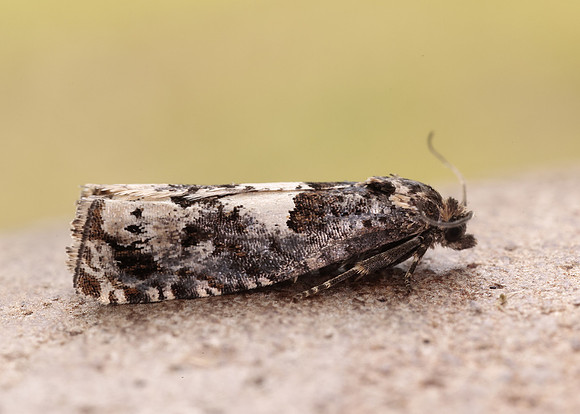 49.285 BF1184 Epiblema scutulana