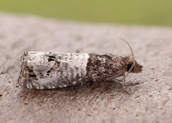 49.295 BF1178 Notocelia roborana