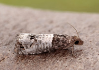 49.295 BF1178 Notocelia roborana