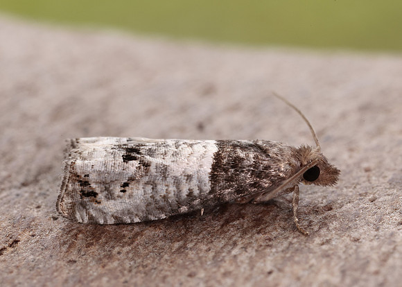 49.295 BF1178 Notocelia roborana